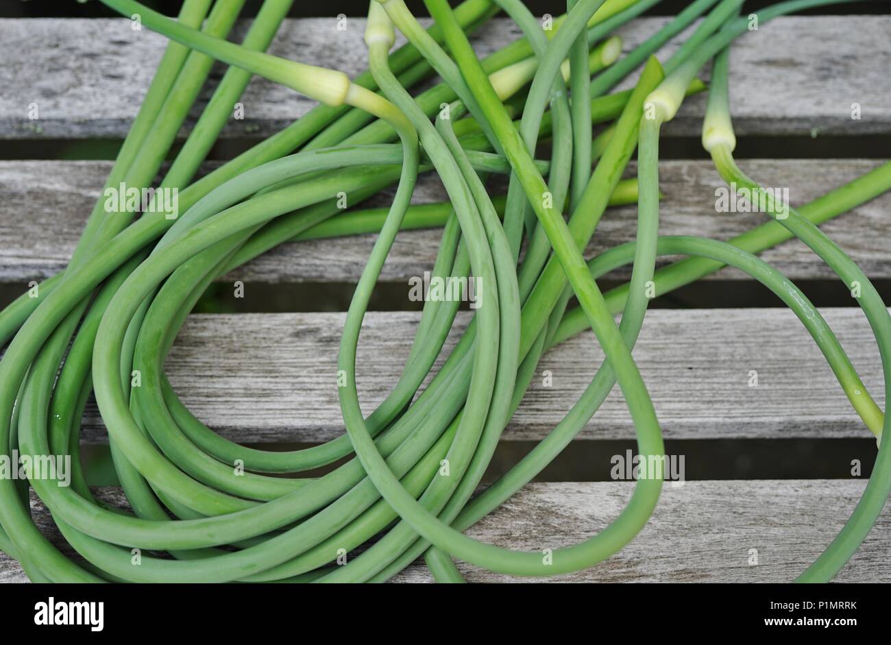 Bouquets d'ail vert fraîchement cueillis tiges scape Banque D'Images