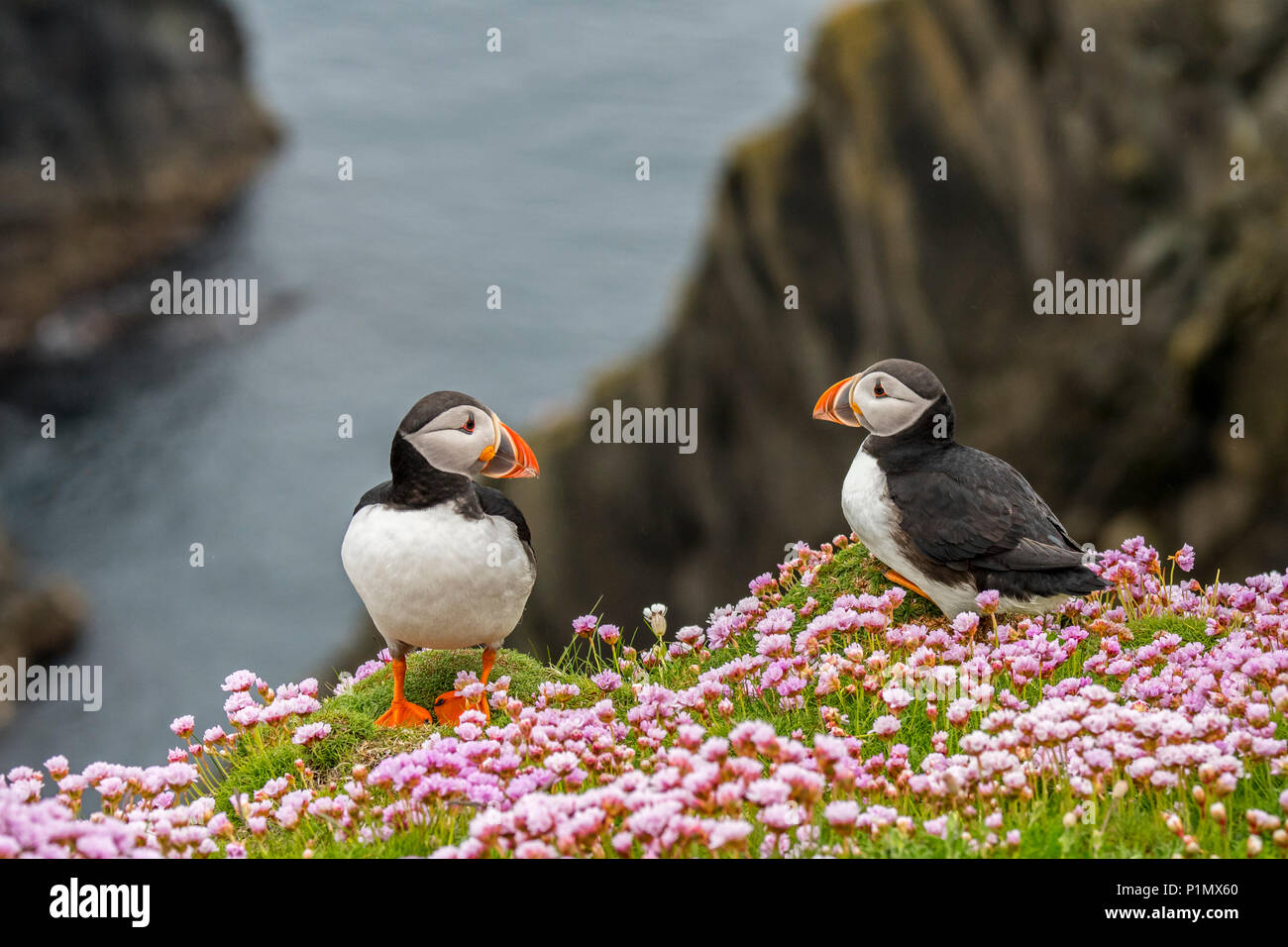 Deux macareux moine (Fratercula arctica) en plumage nuptial sur falaise en colonie d'oiseaux de mer à l' établissement"Sumburgh Head, Shetland, Scotland, UK Banque D'Images