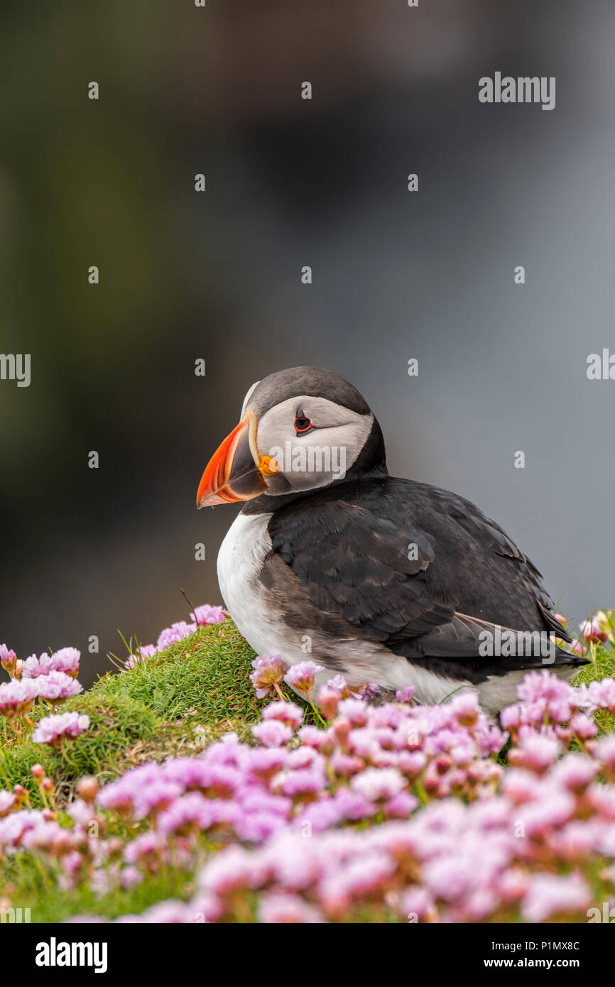 Macareux moine / common puffin (Fratercula arctica) en plumage nuptial entre sea thrift fleurs sur falaise en colonie d'oiseaux de mer Banque D'Images