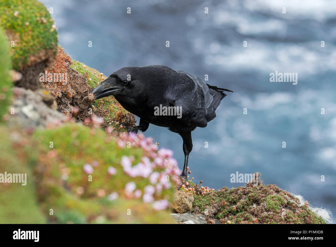 Grand corbeau / grand corbeau (Corvus corax) sur le dessus de la falaise le long de la côte, îles Shetland, Écosse, Royaume-Uni Banque D'Images