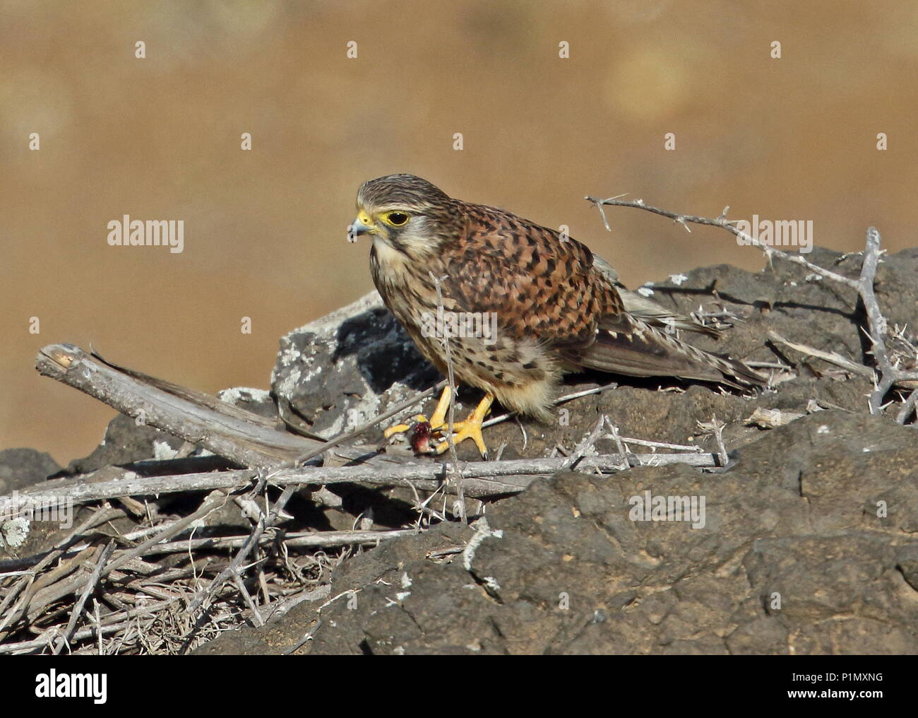 Faucon crécerelle (Falco tinnunculus alexandri) femelle adulte sur monticule rocheux lézard avec proie l'île de Santiago, Cap-Vert Avril Banque D'Images