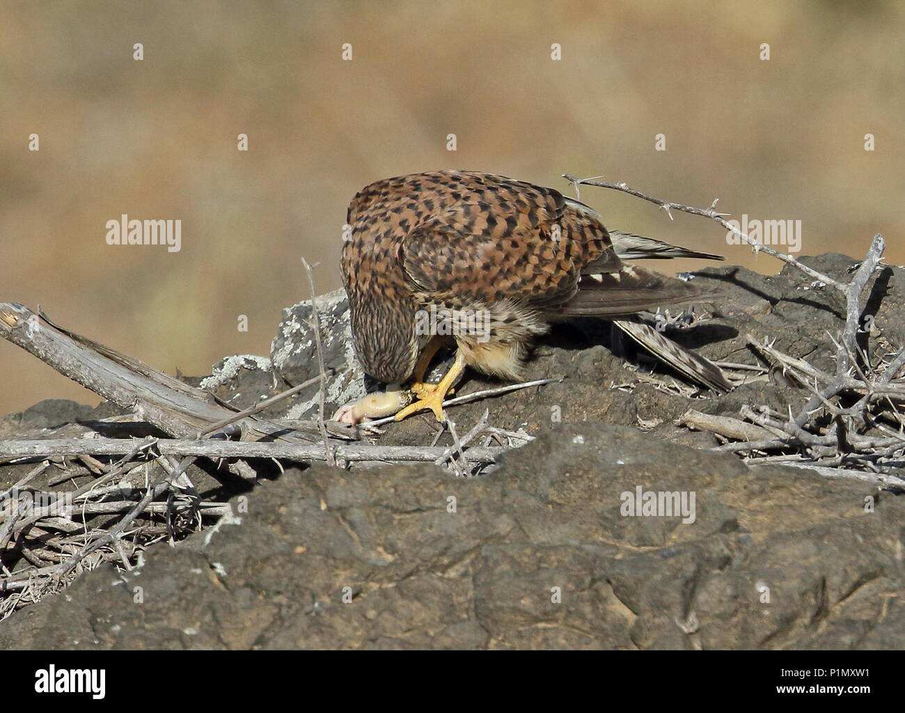 Faucon crécerelle (Falco tinnunculus alexandri) femelle adulte sur monticule rocheux de manger des proies de lézard dans l'île de Santiago, Cap-Vert Avril Banque D'Images