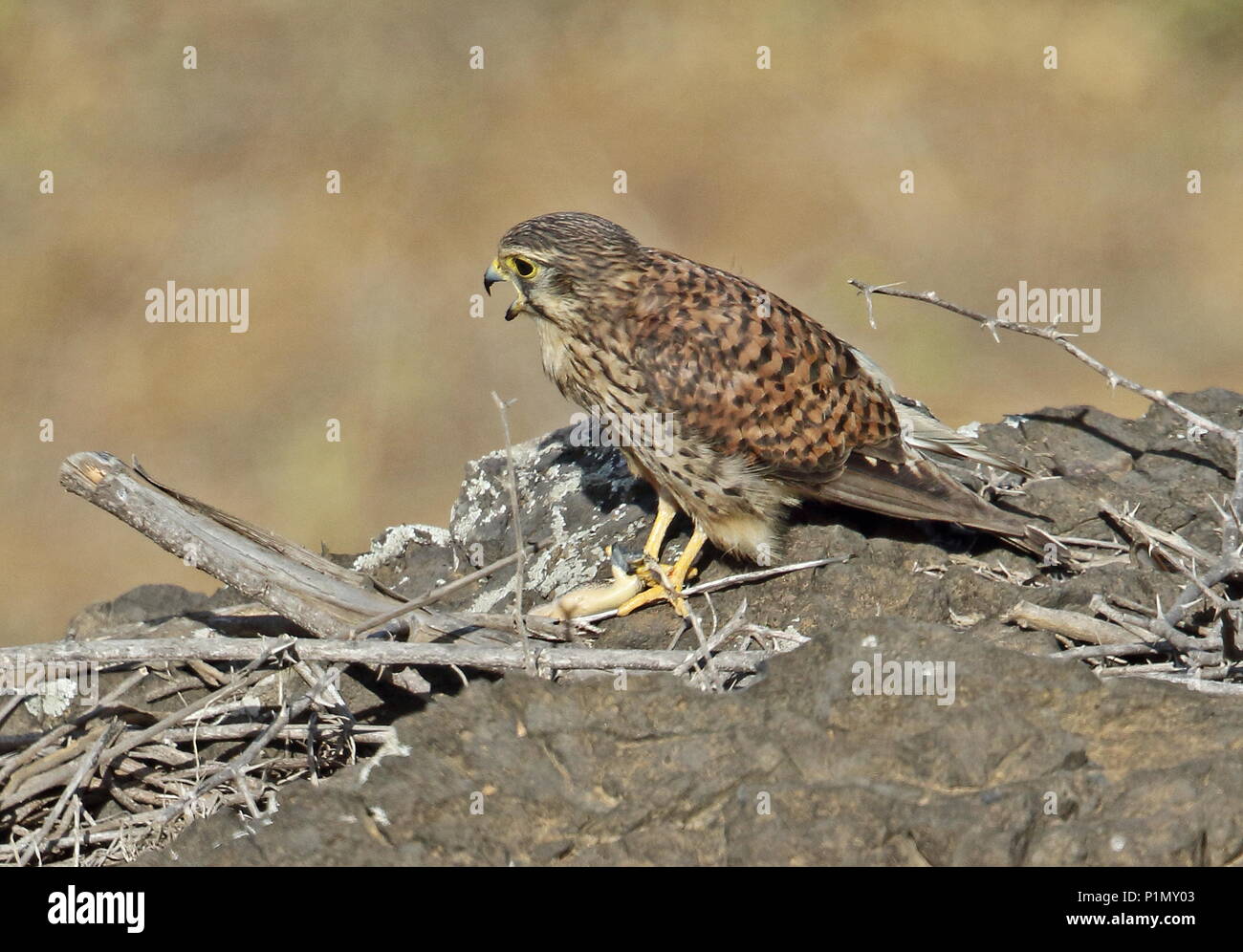 Faucon crécerelle (Falco tinnunculus alexandri) femelle adulte sur monticule rocheux lézard avec appelant proie l'île de Santiago, Cap-Vert Avril Banque D'Images