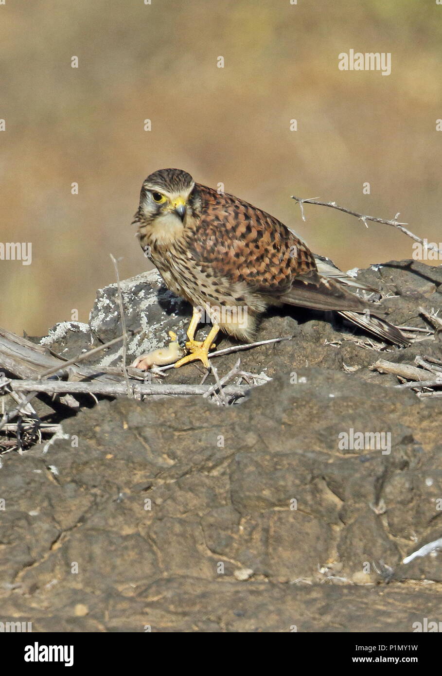 Faucon crécerelle (Falco tinnunculus alexandri) femelle adulte sur monticule rocheux lézard avec proie l'île de Santiago, Cap-Vert Avril Banque D'Images