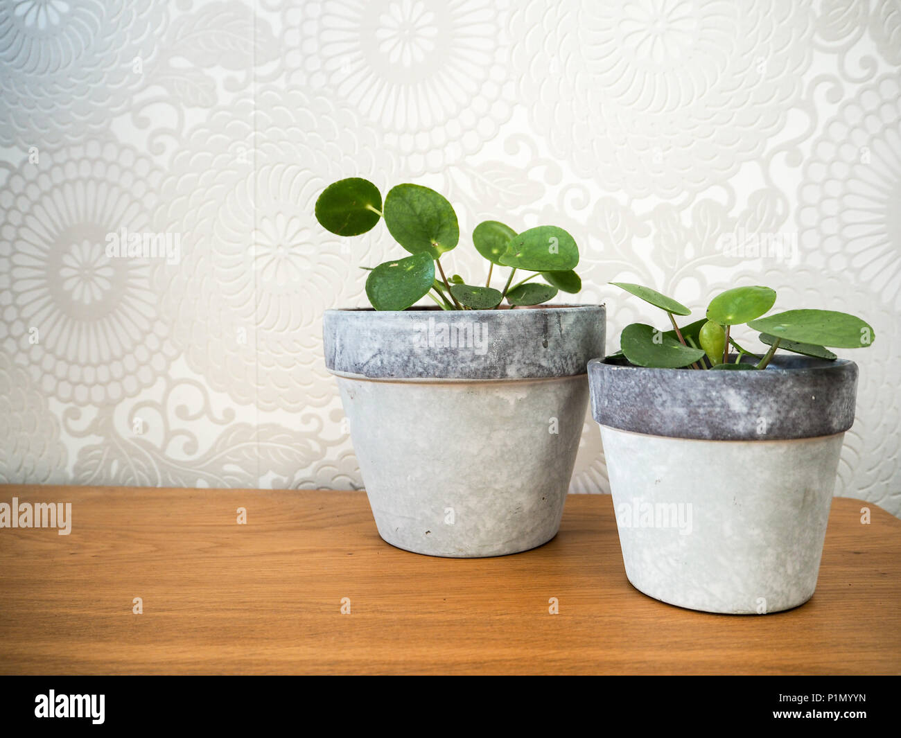 Deux jeunes pilea peperomioides ou usine de crêpes ( urticacées) sur une table en bois Banque D'Images