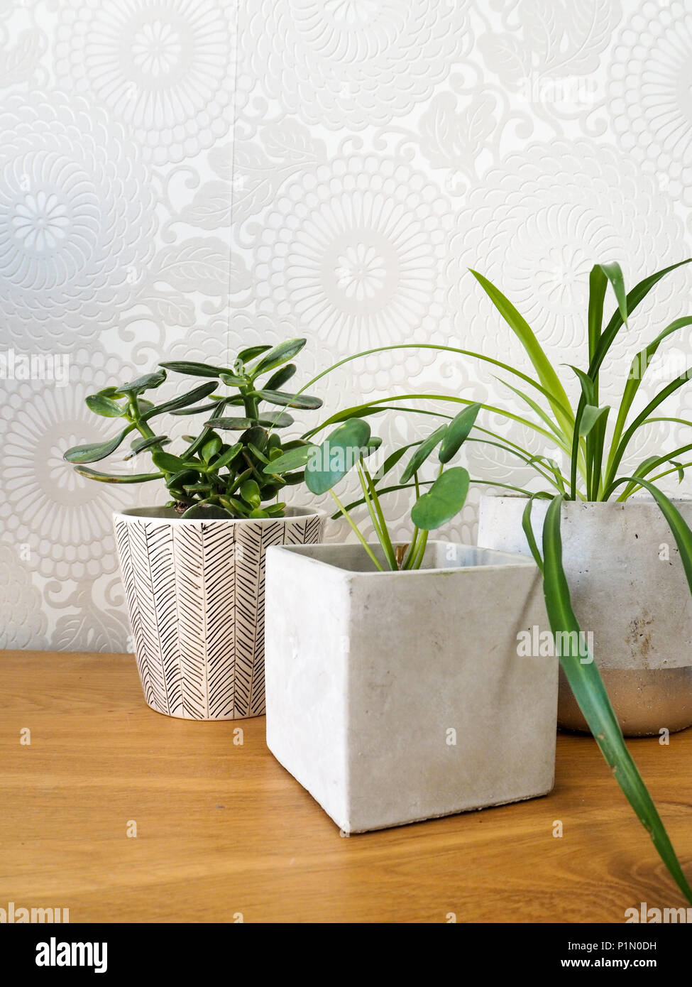 Les jeunes pilea peperomioides ou usine de crêpes ( urticacées), jade plant ( crassula ovata) et plante araignée Chlorophytum comosum () sur une table en bois Banque D'Images