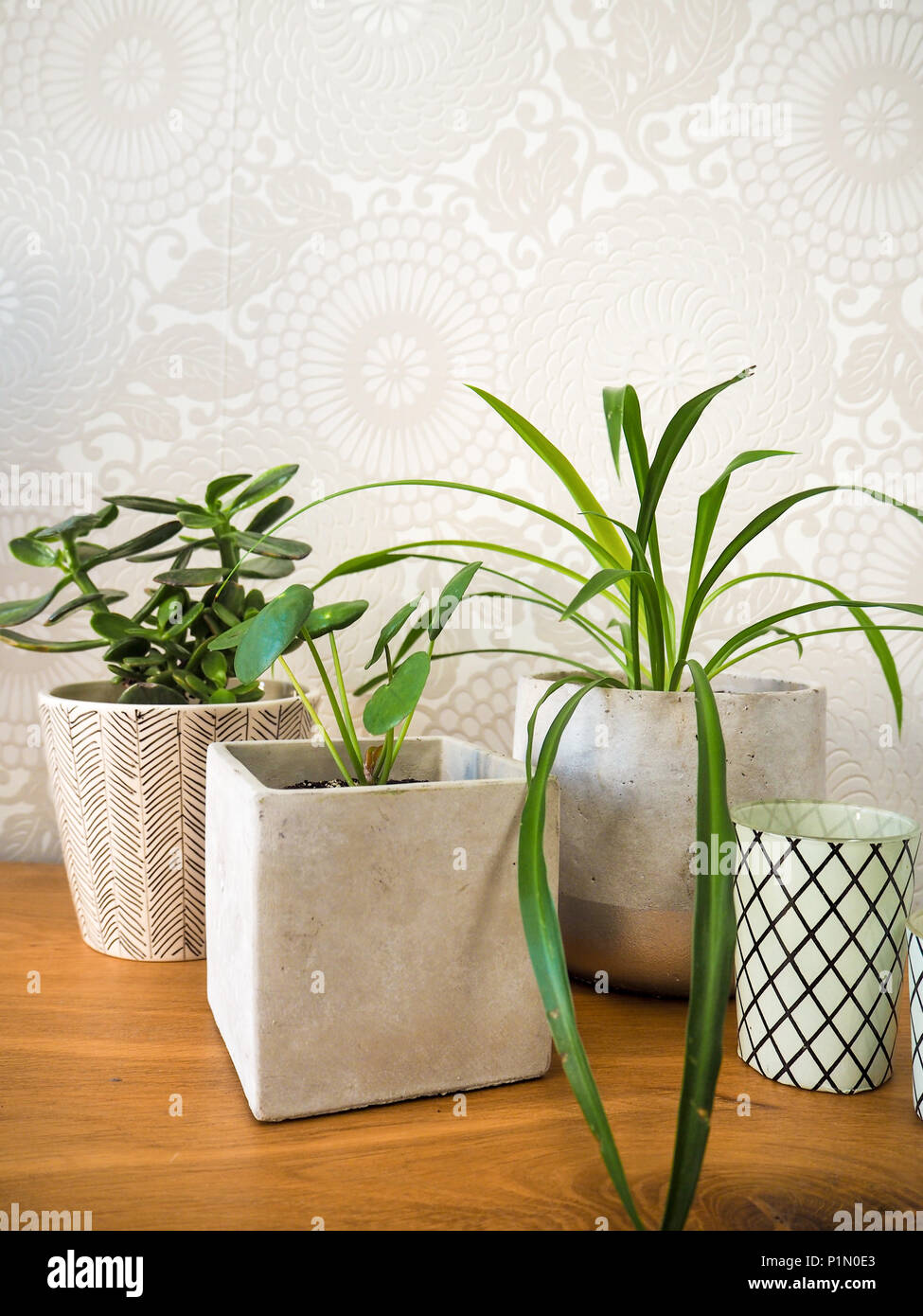 Les jeunes pilea peperomioides ou usine de crêpes ( urticacées), jade plant ( crassula ovata) et plante araignée Chlorophytum comosum () sur une table en bois Banque D'Images