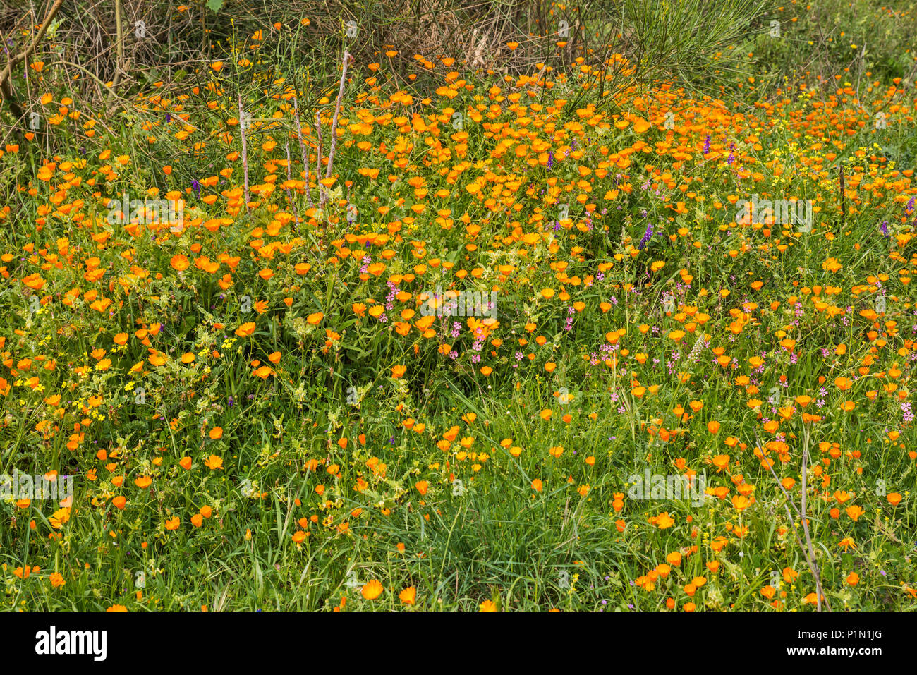 Domaine de tagètes (Calendulas), qui fleurit en avril à la route 183, le Parc National de l'Aspromonte, près de San Lorenzo, Calabre, Italie Banque D'Images