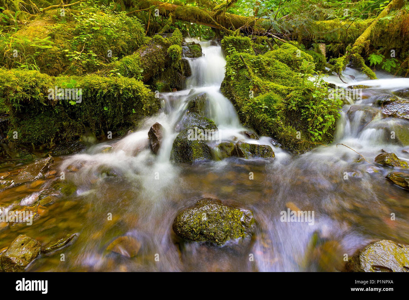 Petites cascades s'écoulant sur les rochers et le long de la mousse verte Réserve Naturelle Wahkeena Creek à la Columbia River Gorge en Oregon Banque D'Images