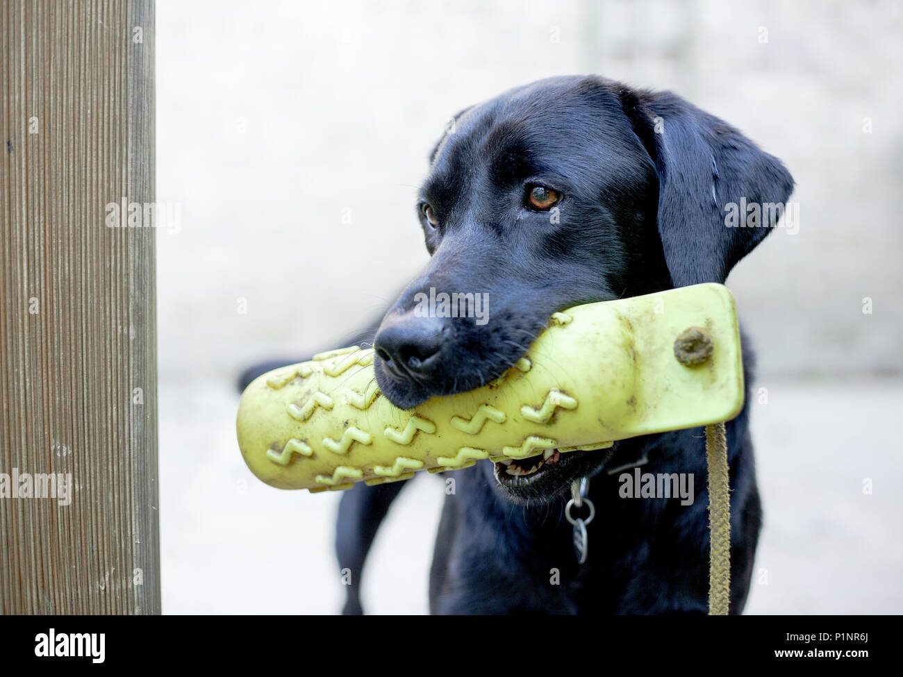Un labrador noir de près. Le chien est maintenant un mannequin gundog jaune. Banque D'Images