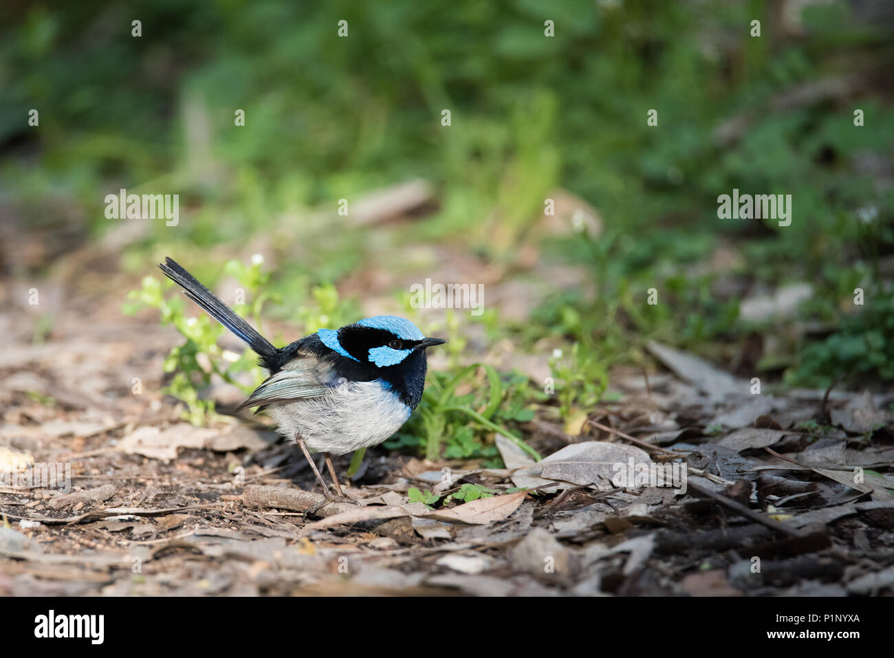 Un superbe parc Fairywren sur le terrain à Adélaïde, le parc naturel Morialta d'Australie méridionale. Banque D'Images