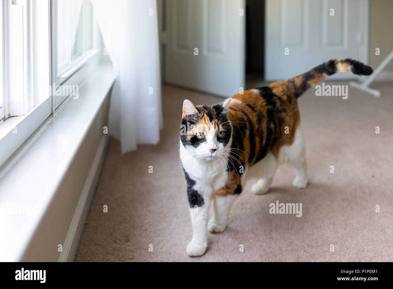 Cat In Closet Banque D Image Et Photos Alamy