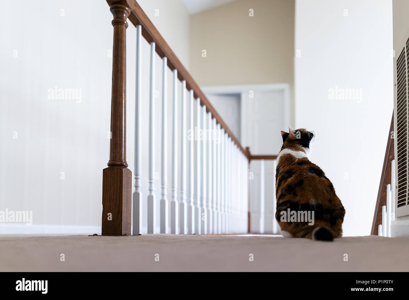 Chat Calico Assis Sur La Moquette En Haut De Deuxieme Etage De Chambre A La Main Courante Par Des Escaliers Marches Escalier En Regardant Ci Dessous Photo Stock Alamy