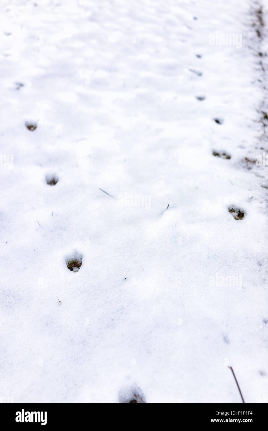 Fox ou empreintes de chien libre en arrière-cour de chambre le sol couvert de neige blanc hiver blizzard après tempête en banlieue de Virginie Banque D'Images