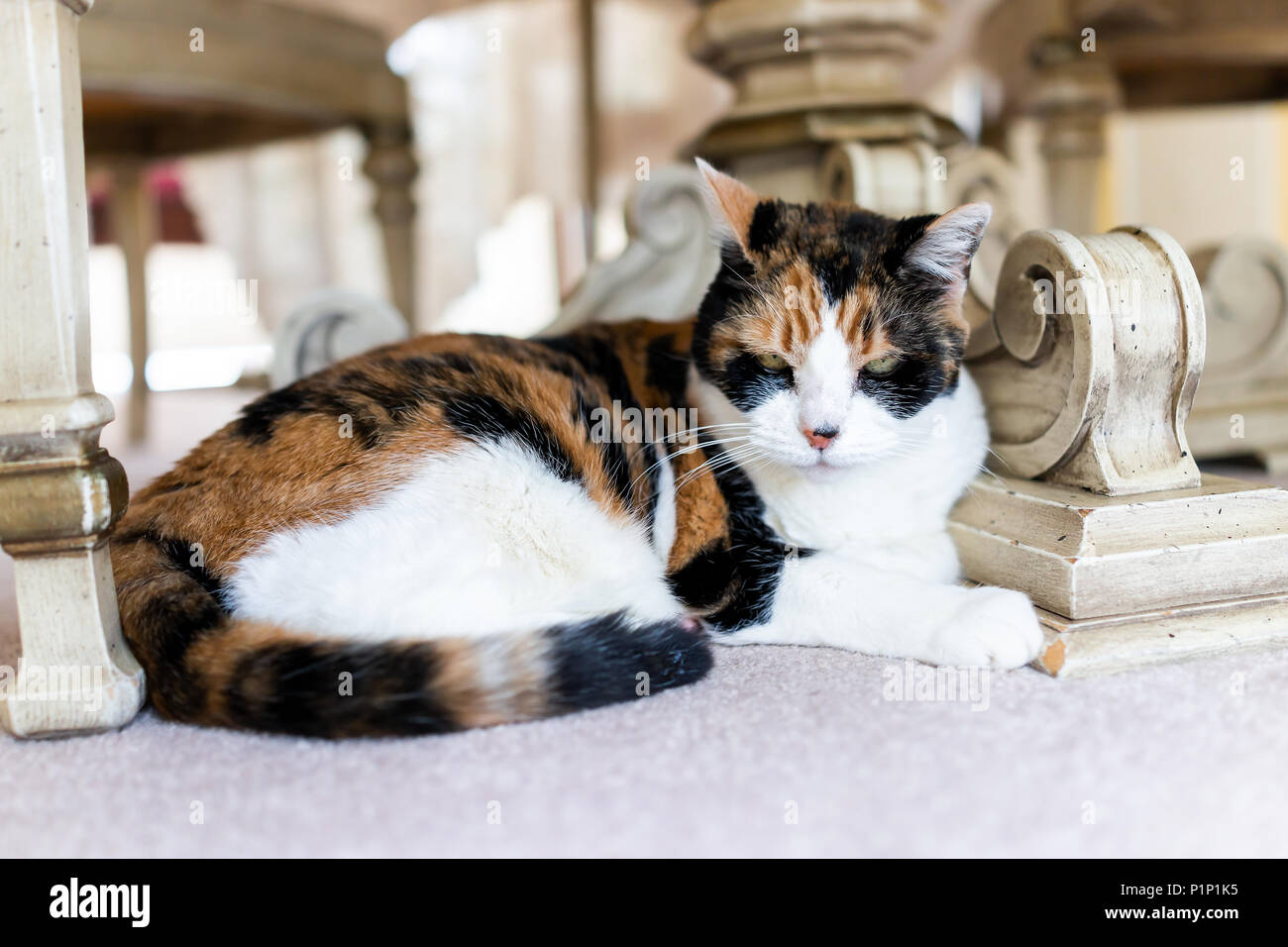 En Colere Chat Calico Allonge Sous Table Sur Marbre En Salle A Manger Avec Malheureux Regard De Colere Le Toilettage Les Oreilles En Arriere Photo Stock Alamy