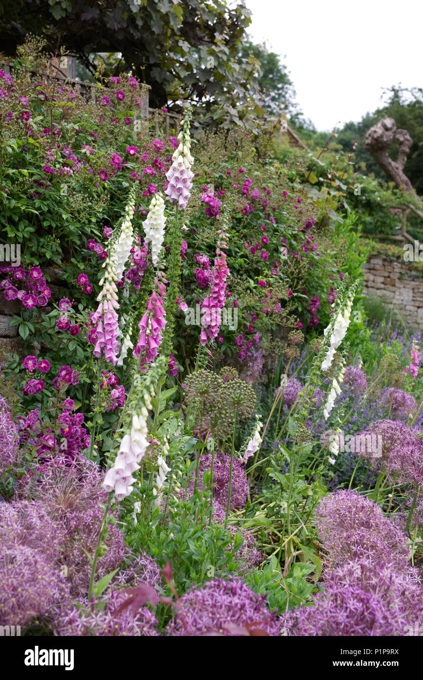 Frontière herbacées dans un jardin de campagne anglaise. Banque D'Images