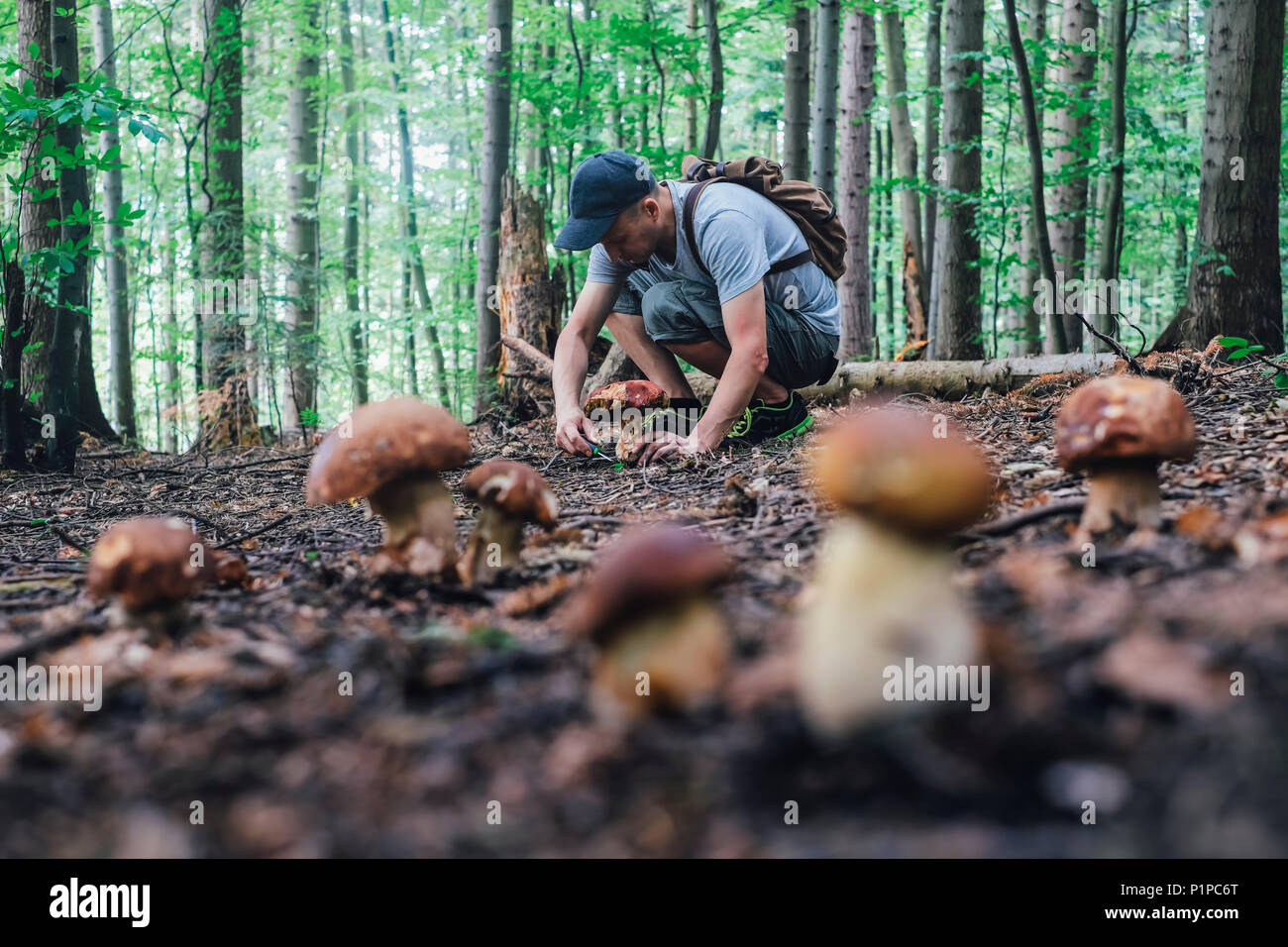 Ramasser des champignons de l'homme Banque D'Images