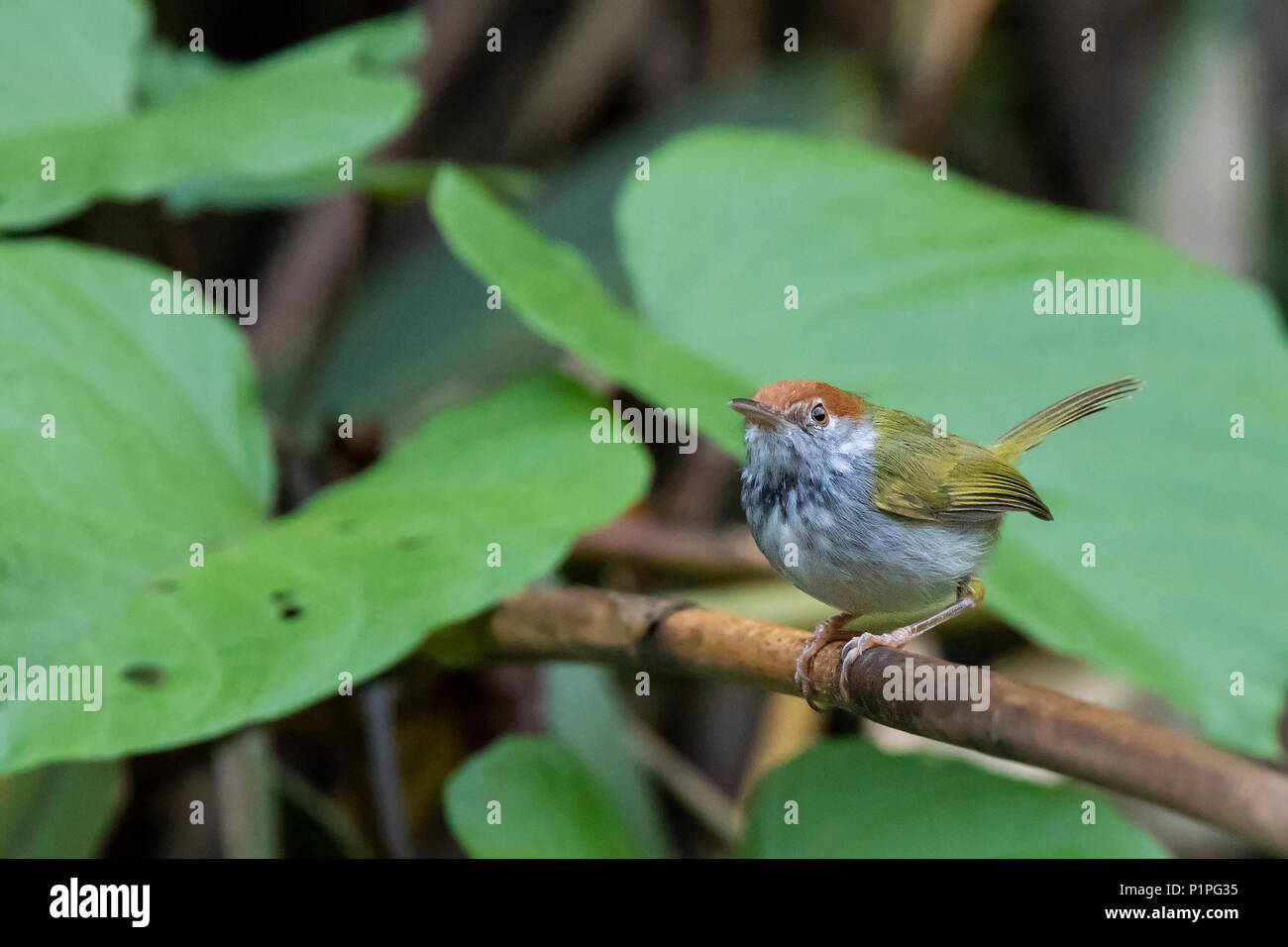 Black-necked Tailorbird Orthotomus donaldsoni) (race 'nitidus' Banque D'Images