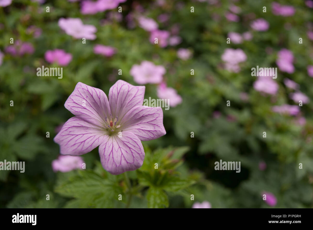 Grappe de fleurs mauve clair rose géraniums plantes avec cinq regarda fleur,  géranium sanguin Photo Stock - Alamy