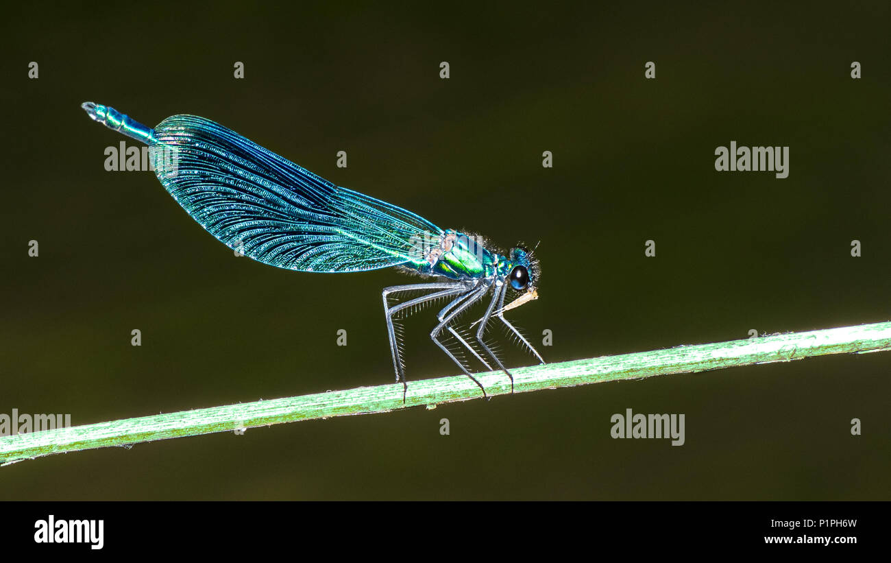Demoiselle demoiselle bagué homme sur la clé USB. Calopteryx splendens. Beau détail de bleu libellule insecte proie. Fond de l'eau brouillée. Banque D'Images