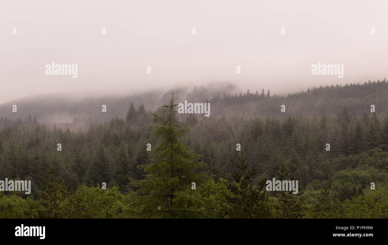 Photo d'une forêt brumeuse de Nevis Range dans les Highlands, Ecosse, Sottish le Royaume-Uni pris sur un matin tôt Banque D'Images