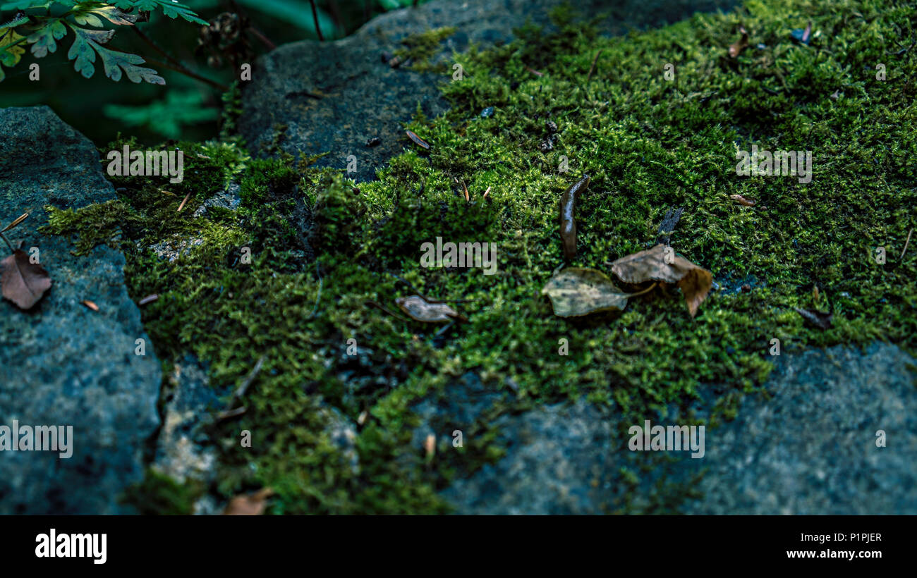 Mossy Rock Face Banque D'Images