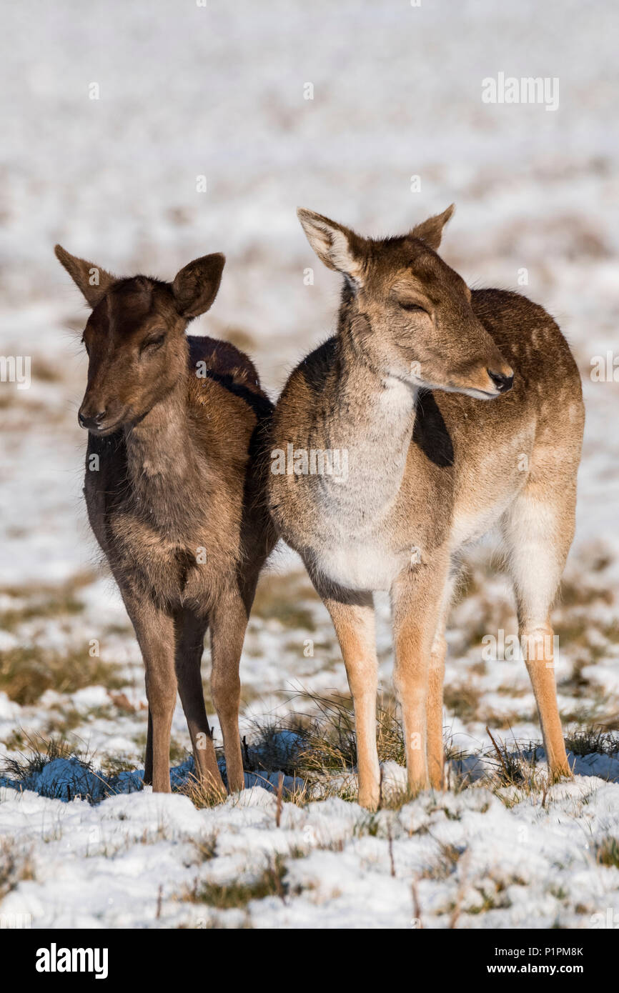 Red Deer (Cervus elaphus) et le daim (Dama dama) côte à côte dans la neige ; London, England Banque D'Images