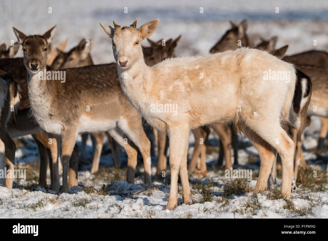 Red Deer (Cervus elaphus) et le daim (Dama dama) debout dans la neige ; London, England Banque D'Images