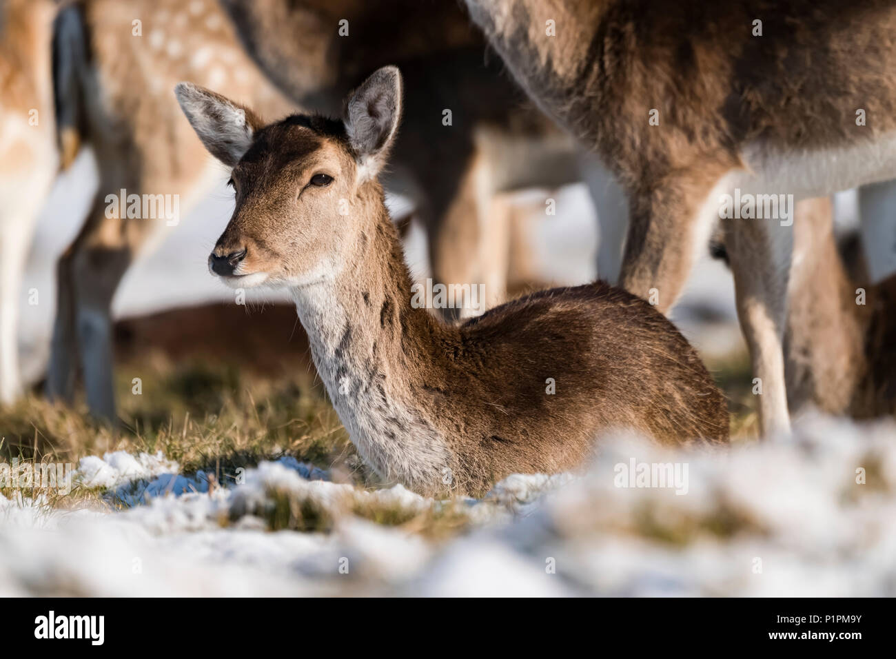 Red Deer (Cervus elaphus) Le faon se trouve dans l'herbe enneigée ; London, England Banque D'Images