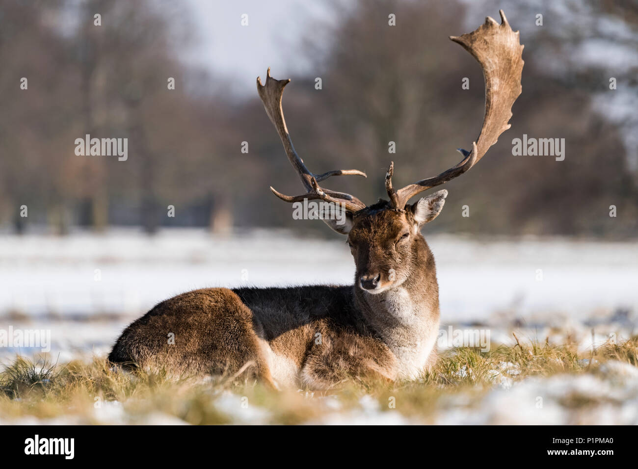 Red Deer (Cervus elaphus) réside dans l'herbe enneigée ; London, England Banque D'Images