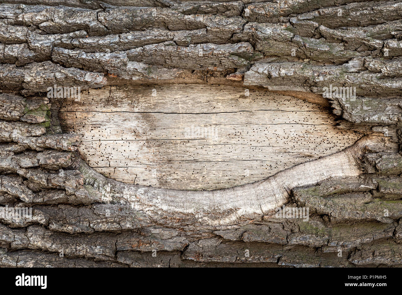 Close-up vieux chêne . Trou de surface écorcé même corps en bois avec de l'espace pour le texte. Copyspace. Banque D'Images