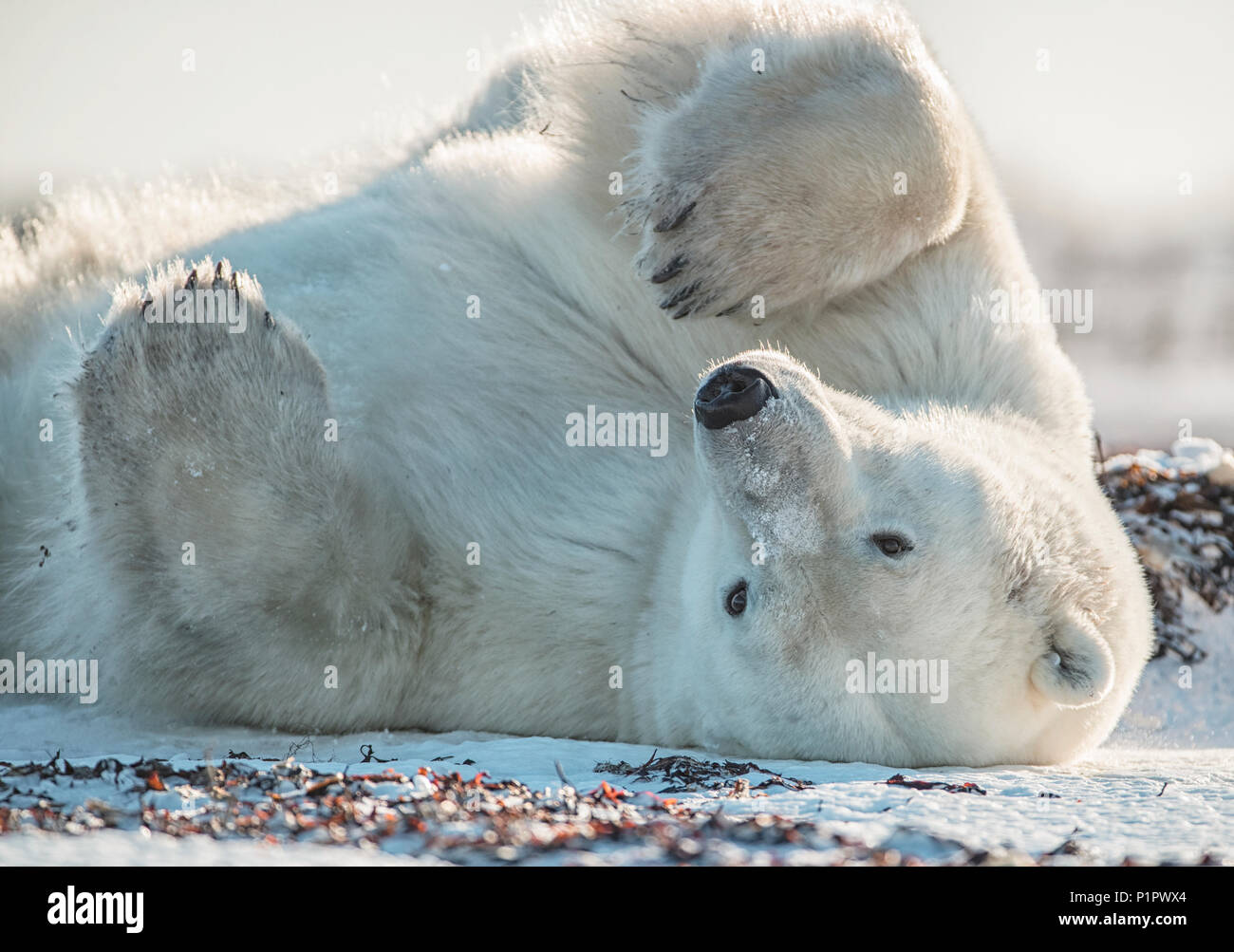 L'ours polaire (Ursus maritimus) dans la neige sur le dos ; Churchill, Manitoba, Canada Banque D'Images