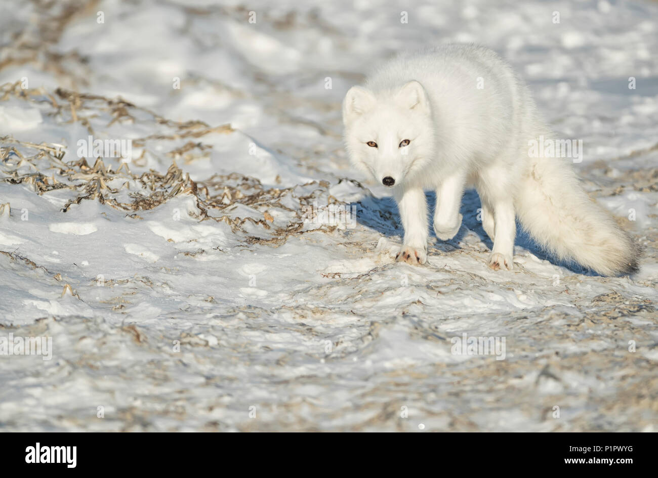 Le renard arctique (Vulpes lagopus) marcher dans la neige ; Churchill, Manitoba, Canada Banque D'Images