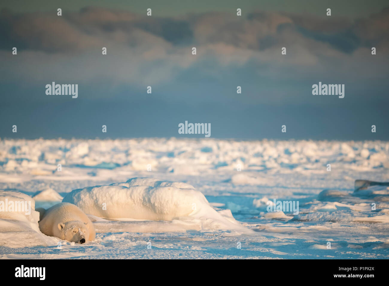 L'ours polaire (Ursus maritimus) couché dans la neige, dormir au coucher du soleil ; Churchill, Manitoba, Canada Banque D'Images