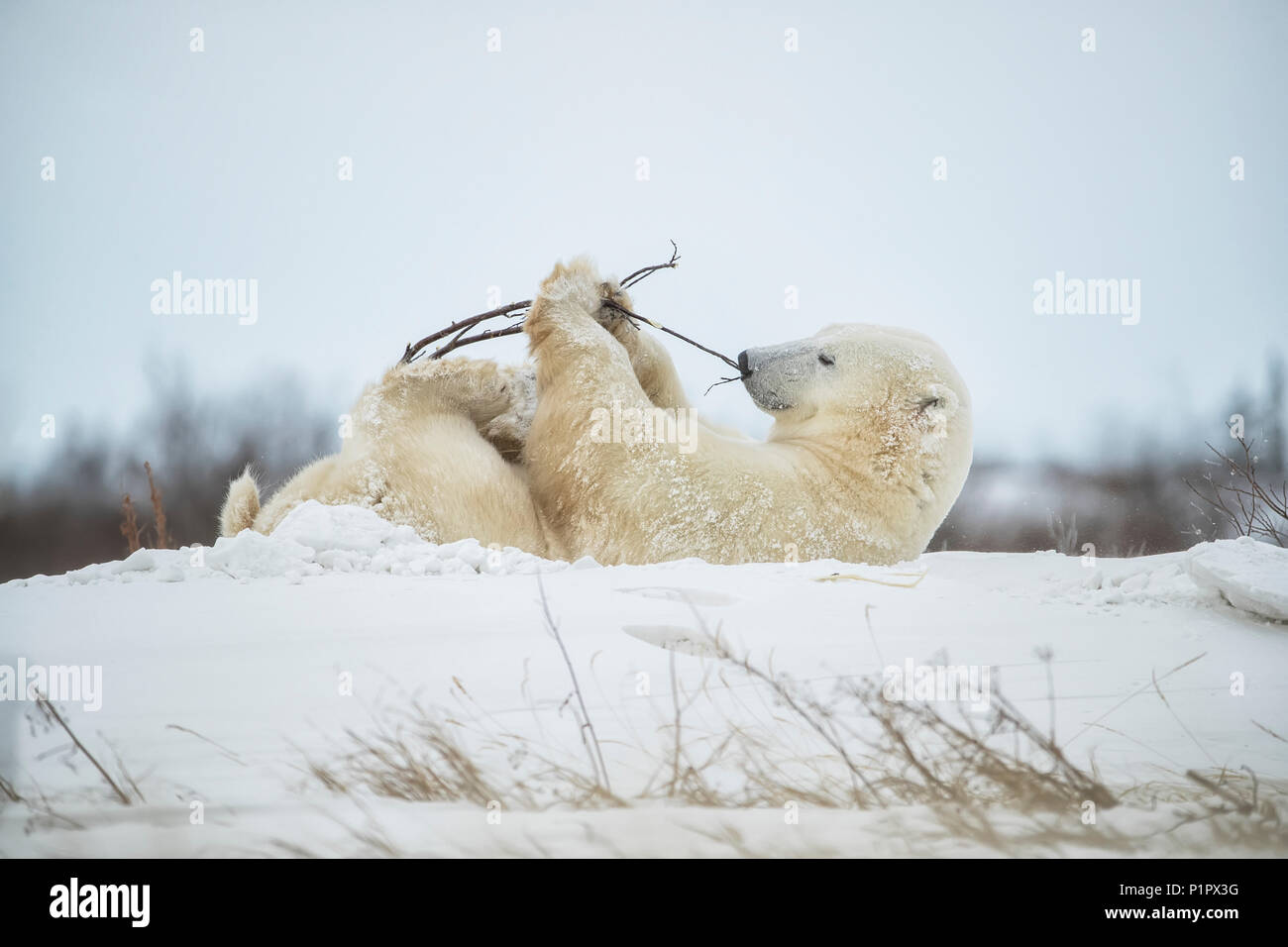 L'ours polaire (Ursus maritimus) jouer avec un bâton dans la neige ; Churchill, Manitoba, Canada Banque D'Images