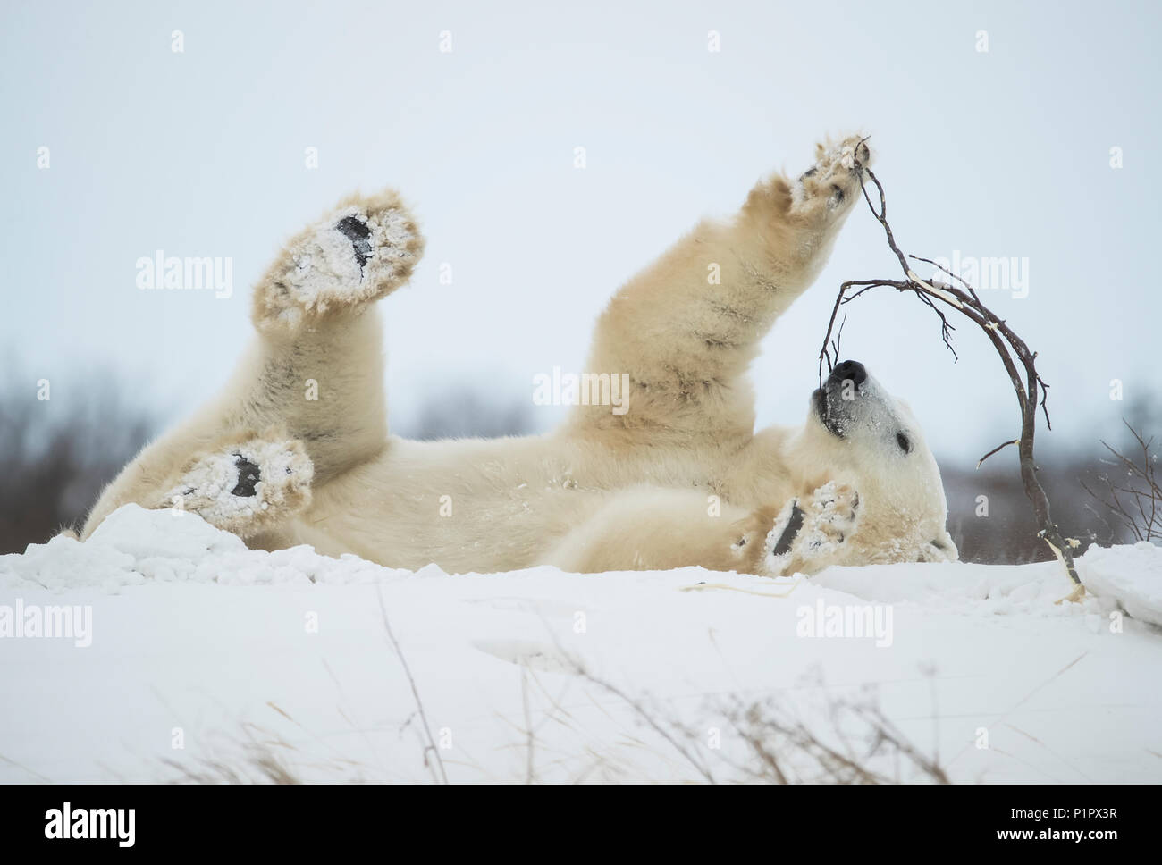 L'ours polaire (Ursus maritimus) jouer avec un bâton dans la neige ; Churchill, Manitoba, Canada Banque D'Images