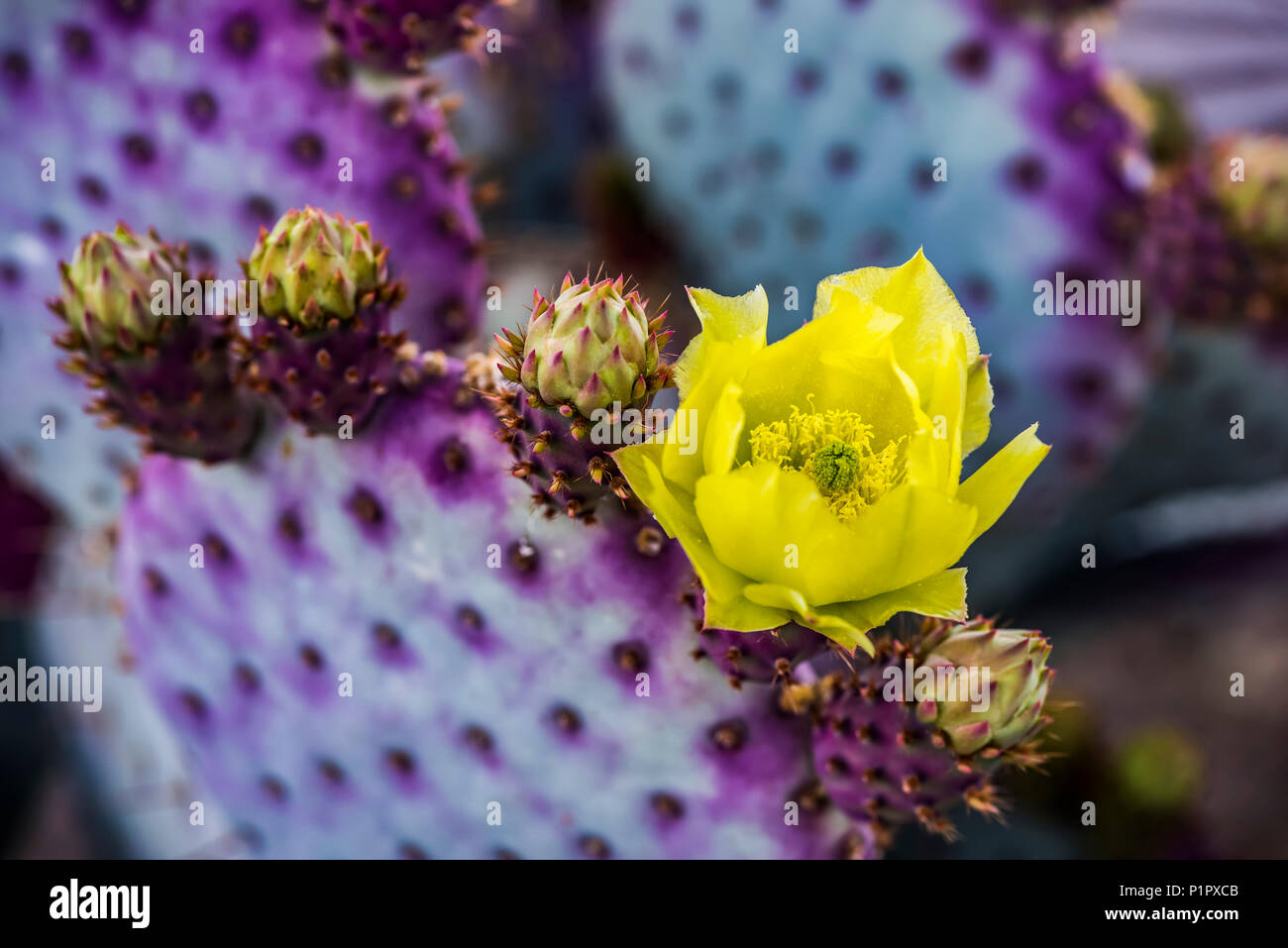 Le pollen laden centre dans la fleur jaune d'un Cactus (Opuntia) flower et futurs boutons ; Arizona, États-Unis d'Amérique Banque D'Images