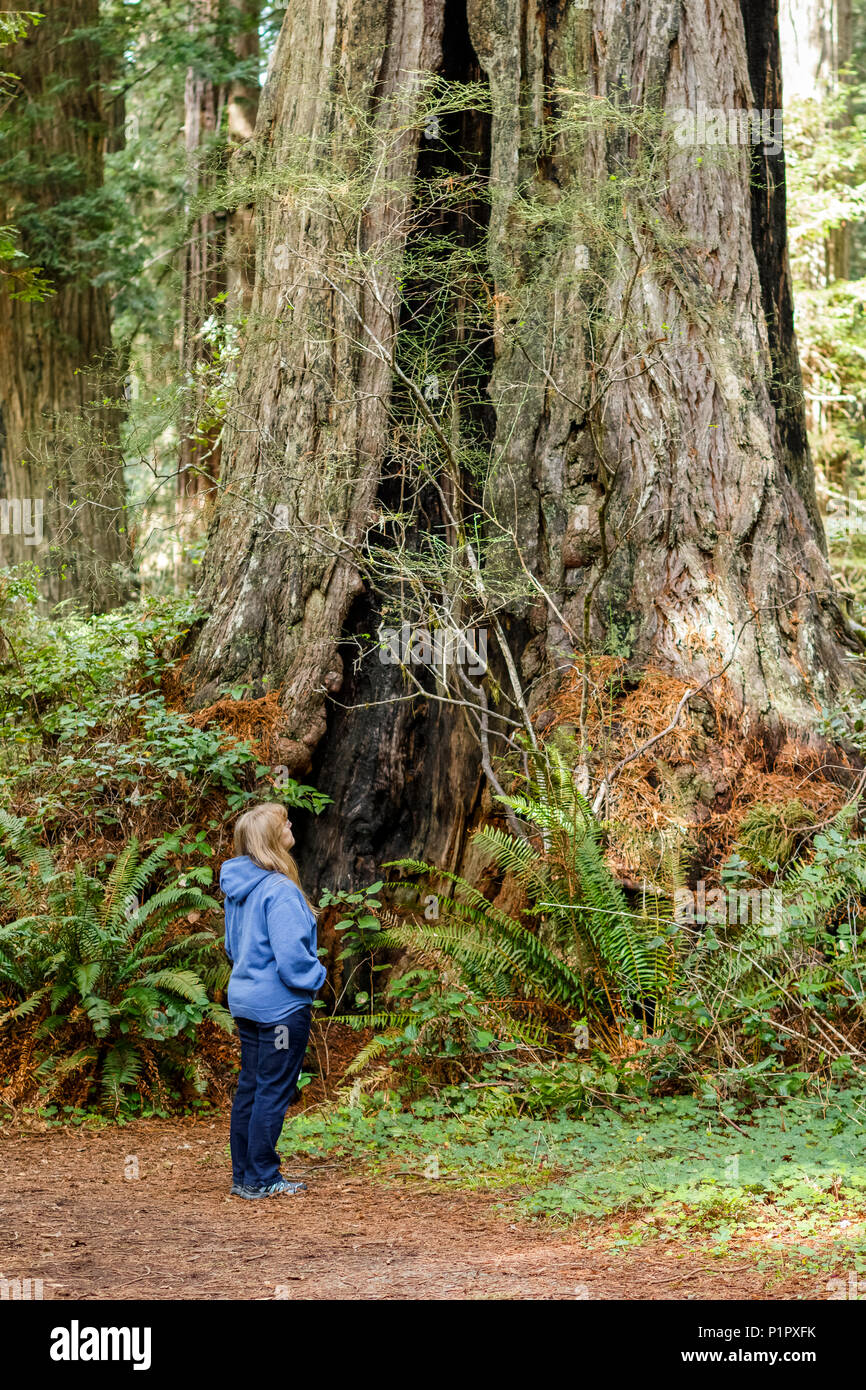 Un female hiker ressemble jusqu'à la hauteur des arbres Séquoia dans Lady Bird Johnson Grove, Redwood National and State Parks Banque D'Images
