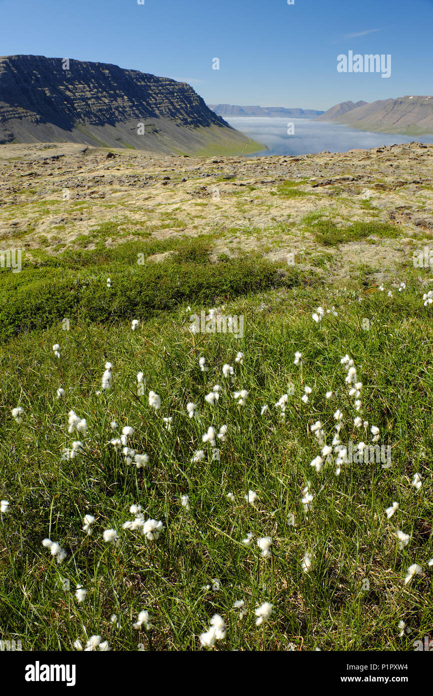 Fleurs sauvages dans la prairie sur le col de montagne au-dessus de Borgarfjordur, fjord, Islande Westfjords Banque D'Images