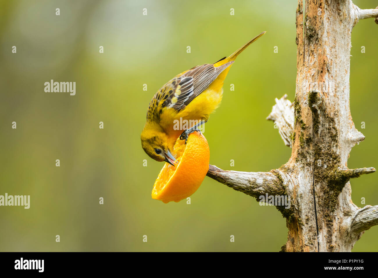 Femme Oriole de Baltimore (Icterus bullockii) se nourrissant sur l'orange, la région de Finger Lakes, New York, États-Unis d'Amérique Banque D'Images