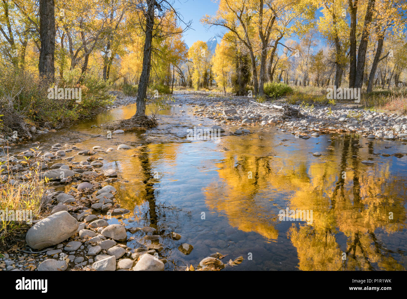 Couleurs d'automne le long du ruisseau de fossé à Grand Teton National Park Banque D'Images