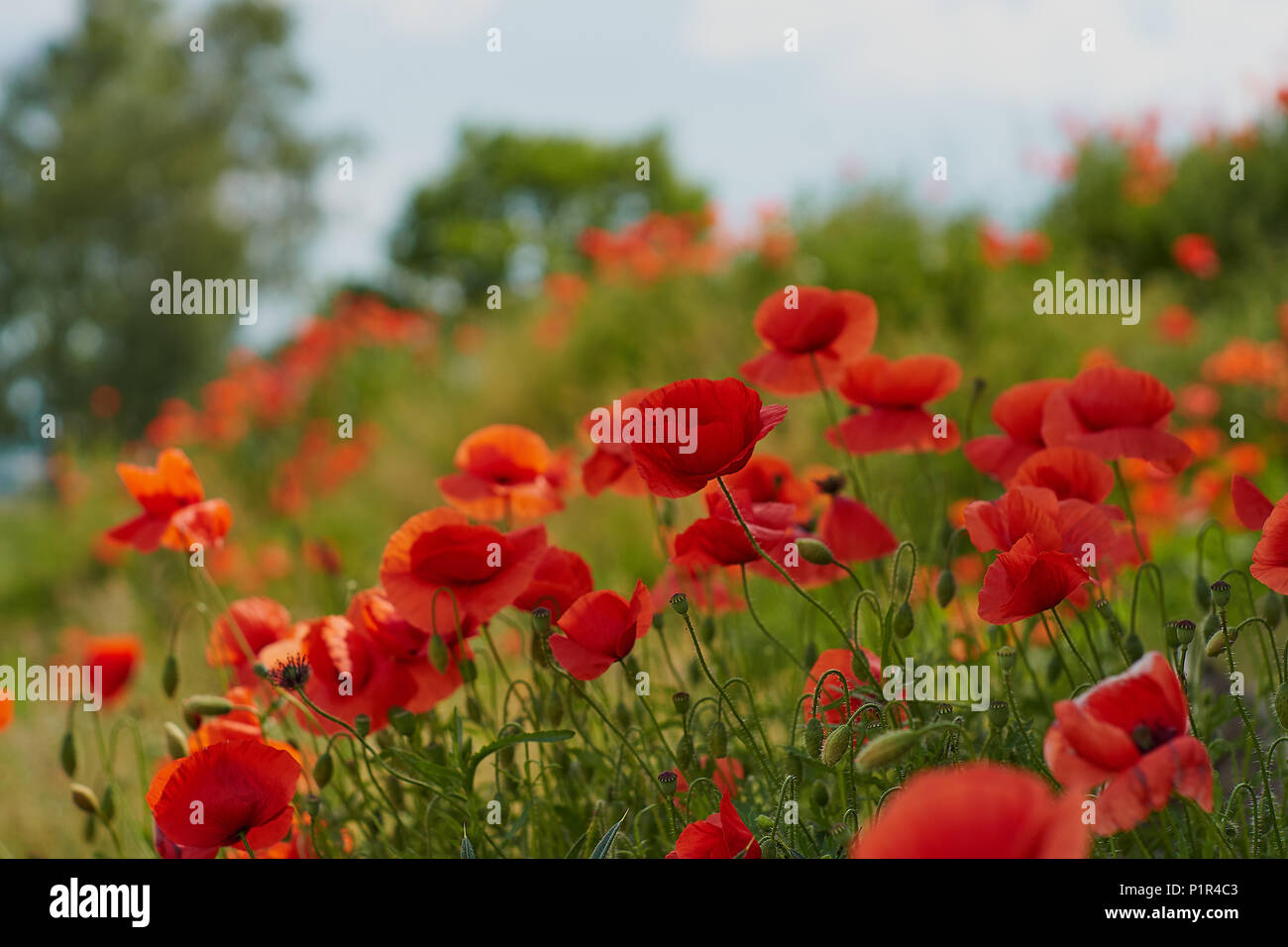 Fleurs de pavot rouge. Fleurs de pavot et de ciel bleu dans un champ avec des abeilles et des bourdons Banque D'Images