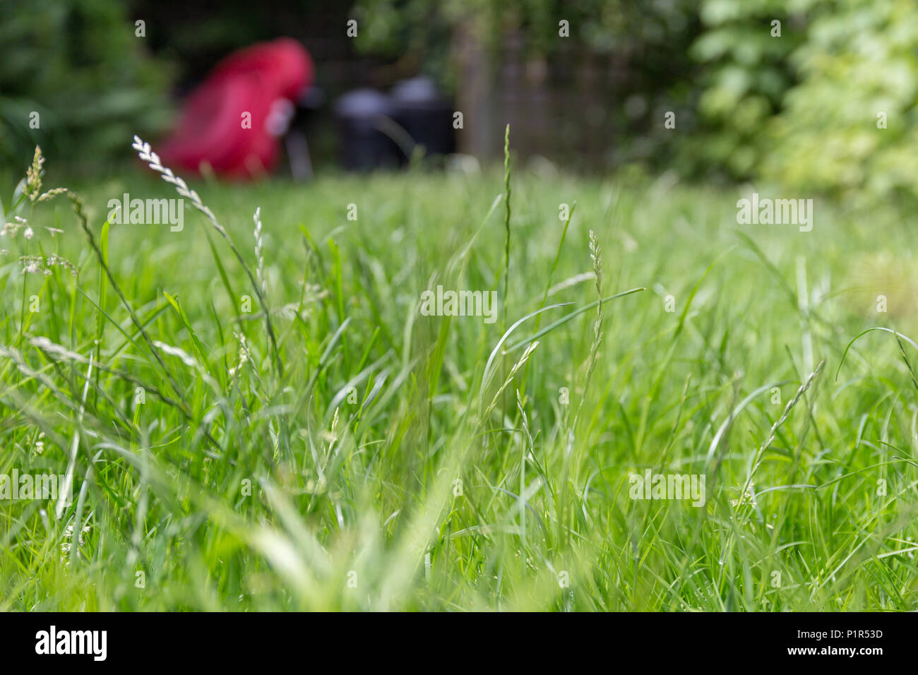 Longtemps, envahie par l'herbe sur la pelouse d'un jardin Banque D'Images