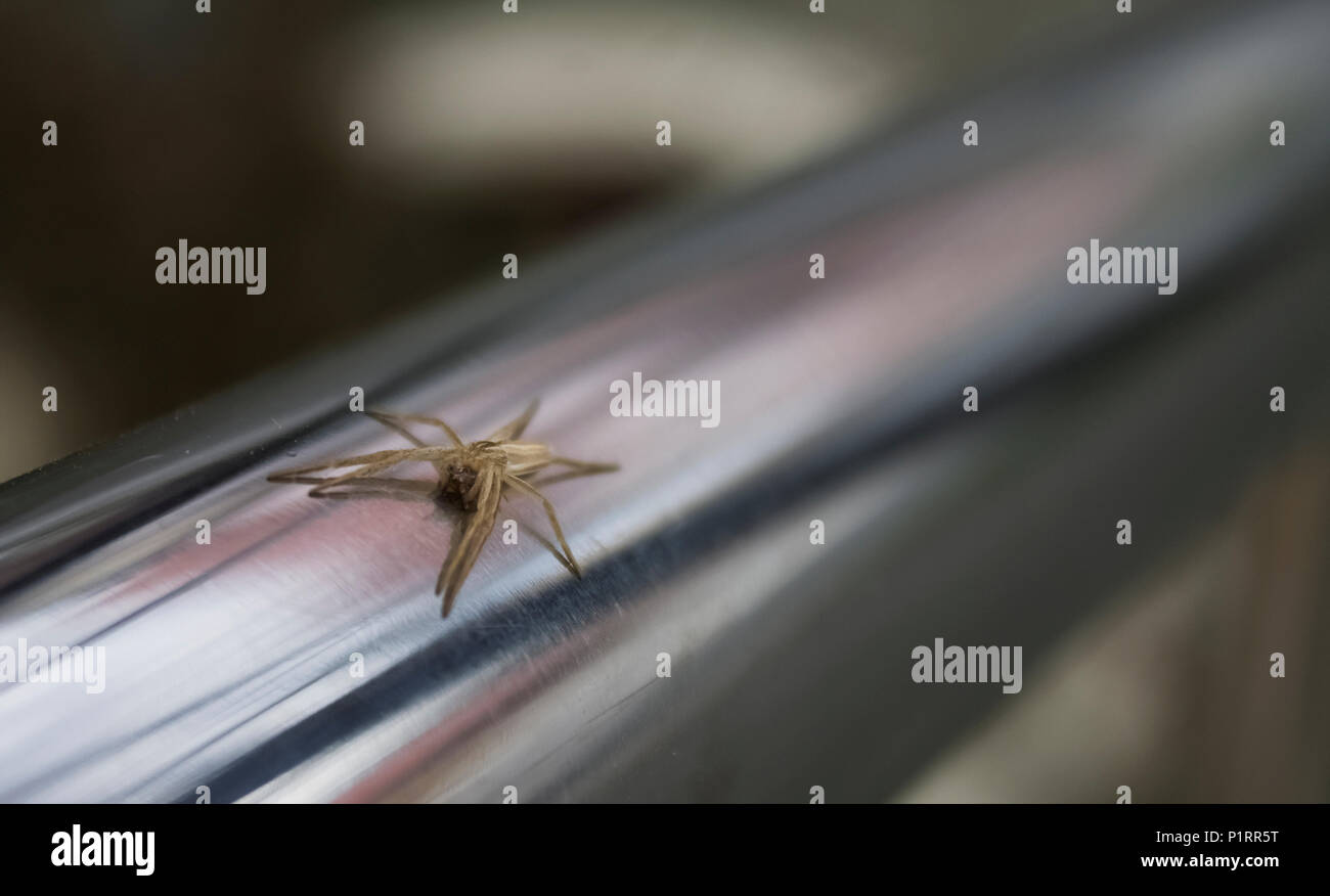 Petite araignée brune debout sur une main courante en métal brillant Banque D'Images