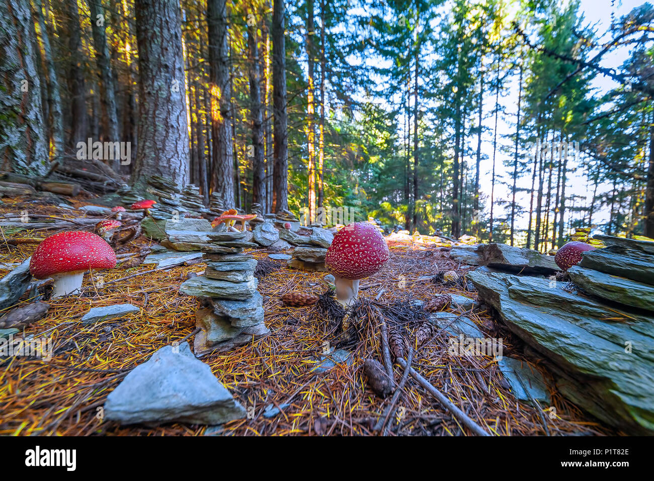 Des champignons vénéneux et empiler des pierres. Champignons toxiques avec des couleurs rouge et les points blancs flake pousse entre les pierres d'empilage dans une forêt. Banque D'Images