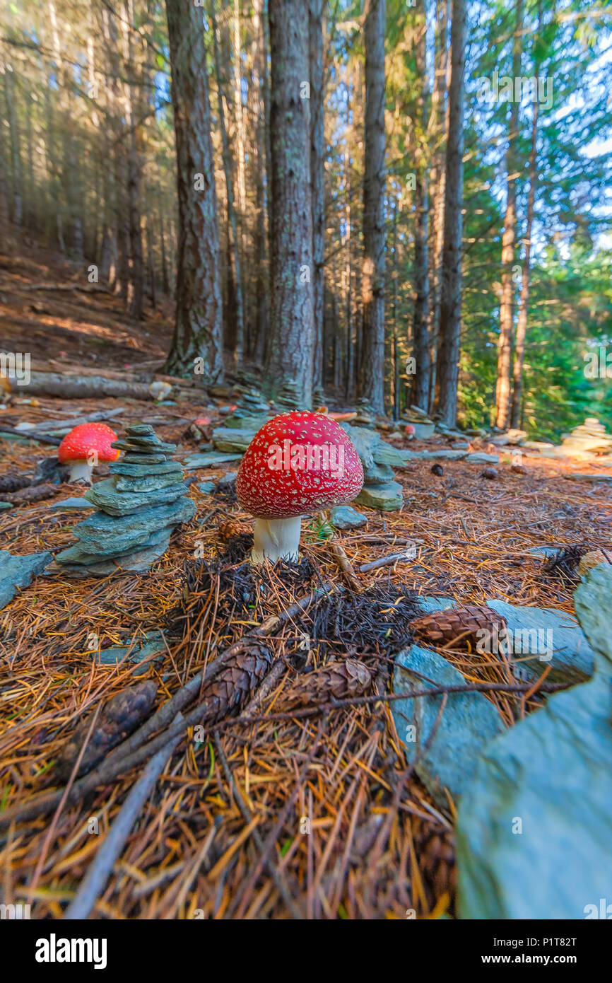 Des champignons vénéneux et empiler des pierres. Champignons toxiques avec des couleurs rouge et les points blancs flake pousse entre les pierres d'empilage dans une forêt. Banque D'Images