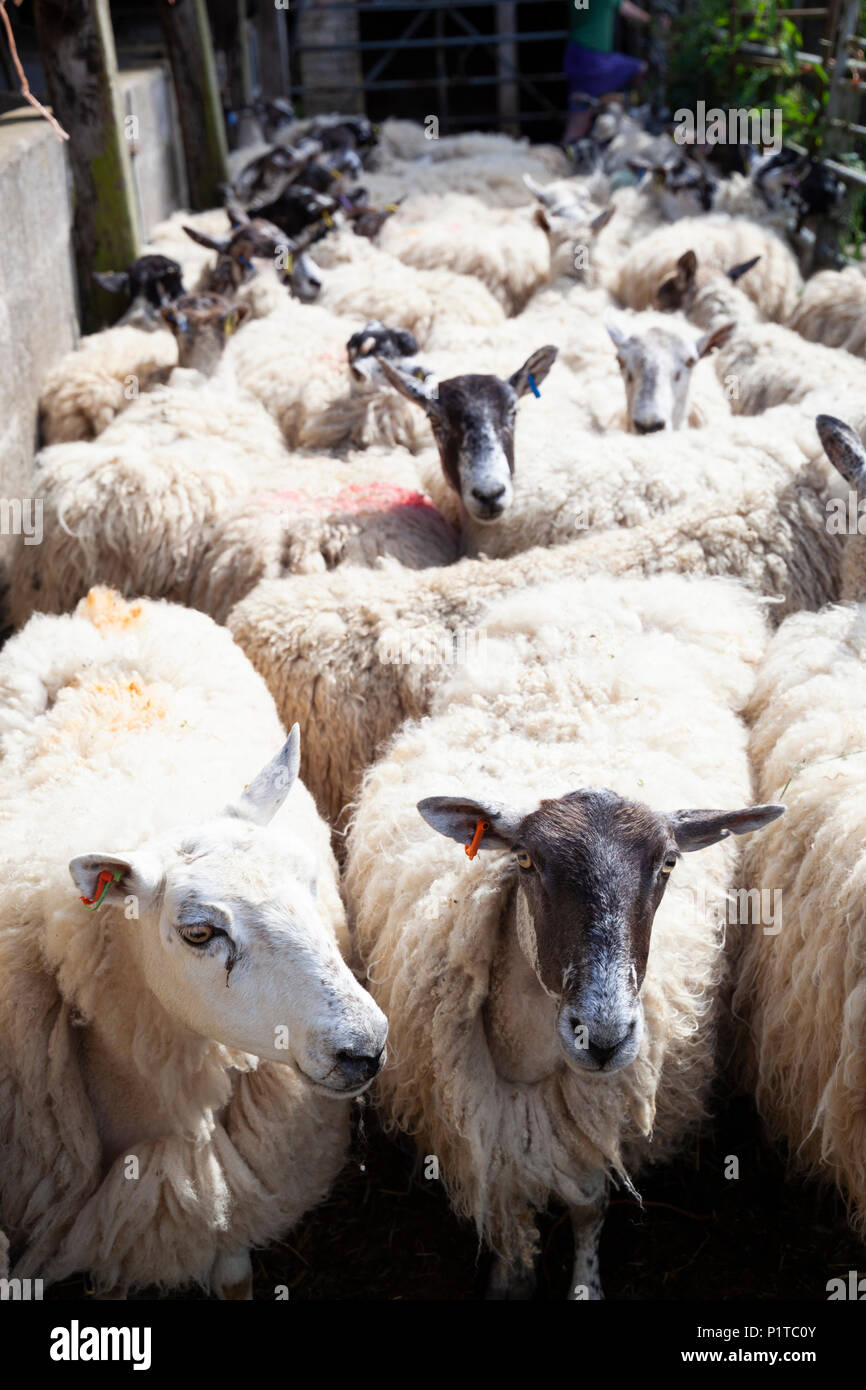 Troupeau de moutons dans les pays du Nord autour de la Mule en attente d'être cisaillé, Stow-on-the-Wold, Cotswolds, Gloucestershire, Angleterre, Royaume-Uni, Europe Banque D'Images