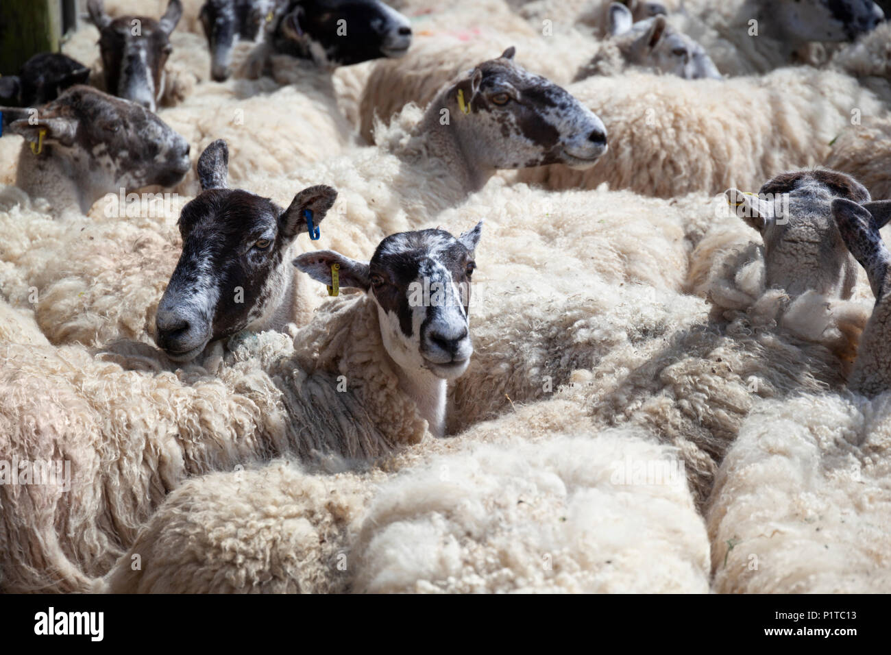Troupeau de moutons dans les pays du Nord autour de la Mule en attente d'être cisaillé, Stow-on-the-Wold, Cotswolds, Gloucestershire, Angleterre, Royaume-Uni, Europe Banque D'Images