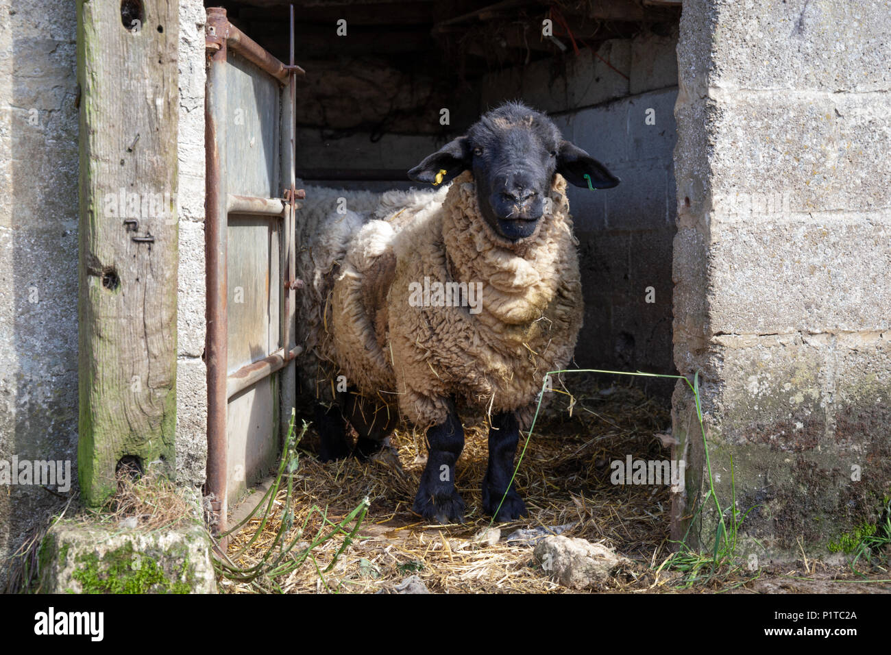 Pays du Nord en ram Mule de basse-cour, Stow-on-the-Wold, Cotswolds, Gloucestershire, Angleterre, Royaume-Uni, Europe Banque D'Images