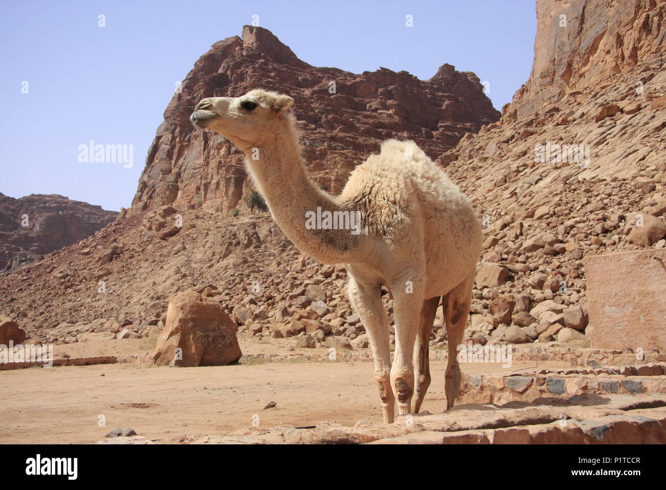 Des chameaux dans un trou d'arrosage dans le Wadi Rum, Jordanie's Desert Banque D'Images